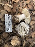  ( - HAY-F-001594)  @11 [ ] by-nc (2023) Bat Vardeh Fungal Diversity Survey