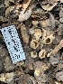  (Paragalactinia - HAY-F-001593)  @11 [ ] by-nc (2023) Bat Vardeh Fungal Diversity Survey