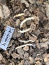  (Helvella sp. CA06 - HAY-F-001592)  @11 [ ] by-nc (2023) Bat Vardeh Fungal Diversity Survey