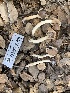  ( - HAY-F-001592)  @11 [ ] by-nc (2023) Bat Vardeh Fungal Diversity Survey