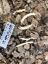  ( - HAY-F-001592)  @11 [ ] by-nc (2023) Bat Vardeh Fungal Diversity Survey