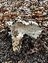  ( - HAY-F-002590)  @11 [ ] c (2023) Rudy Diaz Fungal Diversity Survey