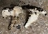  ( - HAY-F-002590)  @11 [ ] c (2023) Rudy Diaz Fungal Diversity Survey