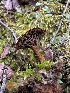  (Coltricia sp. CA02 - HAY-F-005207)  @11 [ ] c (2023) Rudy Diaz Fungal Diversity Survey