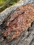  ( - HAY-F-002746)  @11 [ ] c (2023) Rudy Diaz Fungal Diversity Survey