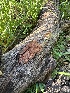  (Ceriporia sp. CA01 - HAY-F-002746)  @11 [ ] c (2023) Rudy Diaz Fungal Diversity Survey