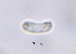  ( - HAY-F-002746)  @11 [ ] c (2023) Rudy Diaz Fungal Diversity Survey
