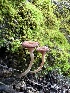  ( - HAY-F-005208)  @11 [ ] c (2023) Rudy Diaz Fungal Diversity Survey