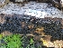  ( - HAY-F-000441)  @11 [ ] by-nc (2023) Harte Singer Fungal Diversity Survey