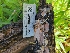  ( - HAY-F-000442)  @11 [ ] by-nc (2023) Harte Singer Fungal Diversity Survey