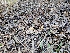  ( - HAY-F-000445)  @11 [ ] by-nc (2023) Harte Singer Fungal Diversity Survey