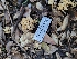  ( - HAY-F-000445)  @11 [ ] by-nc (2023) Harte Singer Fungal Diversity Survey