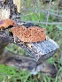  ( - HAY-F-000446)  @11 [ ] by-nc (2023) Harte Singer Fungal Diversity Survey