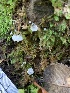  ( - HAY-F-001597)  @11 [ ] by-nc (2023) Bat Vardeh Fungal Diversity Survey