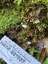  ( - HAY-F-001597)  @11 [ ] by-nc (2023) Bat Vardeh Fungal Diversity Survey