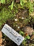  ( - HAY-F-001597)  @11 [ ] by-nc (2023) Bat Vardeh Fungal Diversity Survey