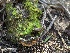 ( - HAY-F-001595)  @11 [ ] by-nc (2023) Bat Vardeh Fungal Diversity Survey