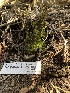  ( - HAY-F-001595)  @11 [ ] by-nc (2023) Bat Vardeh Fungal Diversity Survey