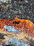  ( - HAY-F-002037)  @11 [ ] by-nc (2023) Stu Pickell Fungal Diversity Survey