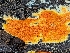  ( - HAY-F-002037)  @11 [ ] by-nc (2023) Stu Pickell Fungal Diversity Survey