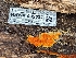  ( - HAY-F-002037)  @11 [ ] by-nc (2023) Stu Pickell Fungal Diversity Survey