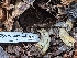  ( - HAY-F-002039)  @11 [ ] by-nc (2023) Stu Pickell Fungal Diversity Survey