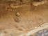  ( - HAY-F-000442)  @11 [ ] by-nc (2023) Harte Singer Fungal Diversity Survey