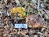  ( - HAY-F-000469)  @11 [ ] by-nc (2023) Harte Singer Fungal Diversity Survey