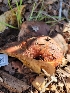  ( - HAY-F-000469)  @11 [ ] by-nc (2023) Harte Singer Fungal Diversity Survey
