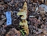  ( - HAY-F-000469)  @11 [ ] by-nc (2023) Harte Singer Fungal Diversity Survey