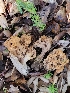  ( - HAY-F-000470)  @11 [ ] by-nc (2023) Harte Singer Fungal Diversity Survey