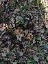  ( - HAY-F-000470)  @11 [ ] by-nc (2023) Harte Singer Fungal Diversity Survey