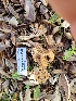  ( - HAY-F-000470)  @11 [ ] by-nc (2023) Harte Singer Fungal Diversity Survey