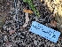  ( - HAY-F-000472)  @11 [ ] by-nc (2023) Harte Singer Fungal Diversity Survey