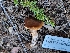  ( - HAY-F-000472)  @11 [ ] by-nc (2023) Harte Singer Fungal Diversity Survey