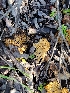  ( - HAY-F-000475)  @11 [ ] by-nc (2023) Harte Singer Fungal Diversity Survey