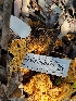  ( - HAY-F-000475)  @11 [ ] by-nc (2023) Harte Singer Fungal Diversity Survey