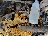  ( - HAY-F-000475)  @11 [ ] by-nc (2023) Harte Singer Fungal Diversity Survey