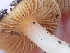  ( - HAY-F-000478)  @11 [ ] by-nc (2023) Harte Singer Fungal Diversity Survey