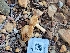  ( - HAY-F-000478)  @11 [ ] by-nc (2023) Harte Singer Fungal Diversity Survey