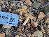  ( - HAY-F-000478)  @11 [ ] by-nc (2023) Harte Singer Fungal Diversity Survey
