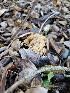  ( - HAY-F-000445)  @11 [ ] by-nc (2023) Harte Singer Fungal Diversity Survey