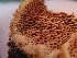  ( - HAY-F-000446)  @11 [ ] by-nc (2023) Harte Singer Fungal Diversity Survey