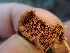  ( - HAY-F-000446)  @11 [ ] by-nc (2023) Harte Singer Fungal Diversity Survey