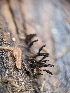  ( - HAY-F-002046)  @11 [ ] by-nc (2023) Stu Pickell Fungal Diversity Survey