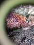  ( - HAY-F-002047)  @11 [ ] by-nc (2023) Stu Pickell Fungal Diversity Survey