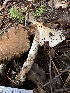  ( - HAY-F-002572)  @11 [ ] c (2023) Rudy Diaz Fungal Diversity Survey