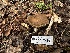  (Hebeloma - HAY-F-002572)  @11 [ ] c (2023) Rudy Diaz Fungal Diversity Survey