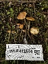  ( - HAY-F-002574)  @11 [ ] c (2023) Rudy Diaz Fungal Diversity Survey