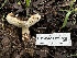  (Lepiota sp. CA03 - HAY-F-002573)  @11 [ ] c (2023) Rudy Diaz Fungal Diversity Survey
